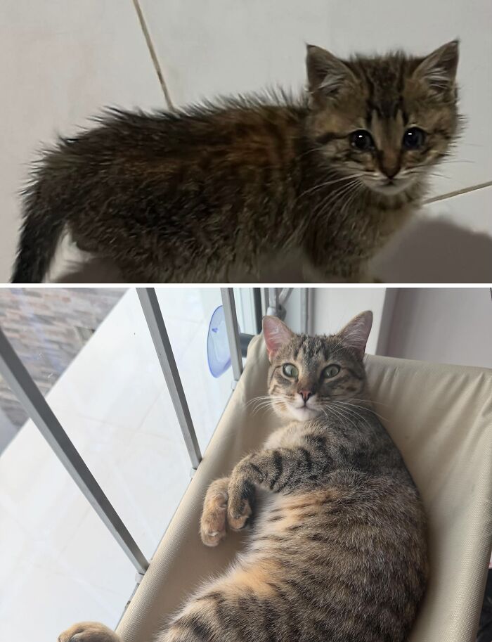 73 Rescue Cat Transformations That Might Heal Your Soul 73 Rescue Cat Transformations That Might Heal Your Soul