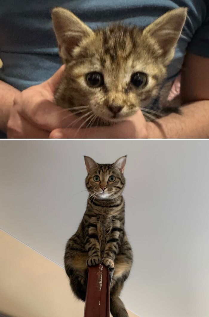 73 Rescue Cat Transformations That Might Heal Your Soul 73 Rescue Cat Transformations That Might Heal Your Soul
