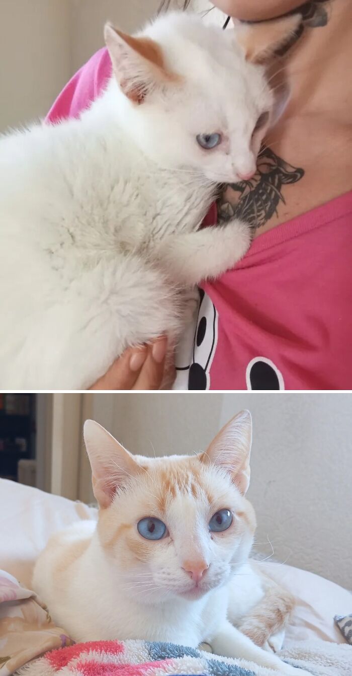 73 Rescue Cat Transformations That Might Heal Your Soul 73 Rescue Cat Transformations That Might Heal Your Soul