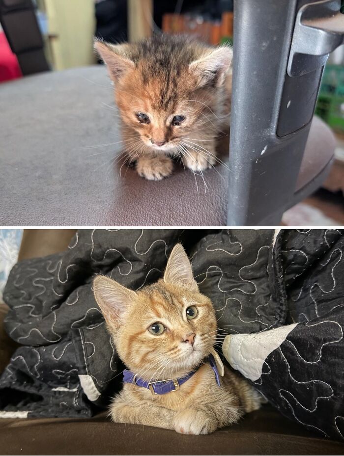 73 Rescue Cat Transformations That Might Heal Your Soul 73 Rescue Cat Transformations That Might Heal Your Soul
