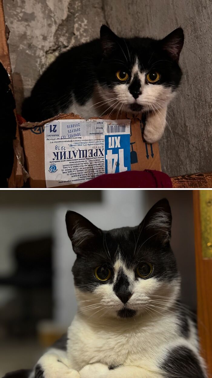 73 Rescue Cat Transformations That Might Heal Your Soul 73 Rescue Cat Transformations That Might Heal Your Soul