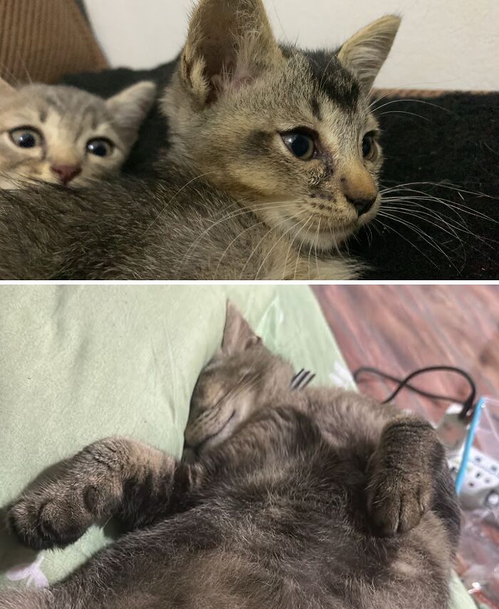 73 Rescue Cat Transformations That Might Heal Your Soul 73 Rescue Cat Transformations That Might Heal Your Soul