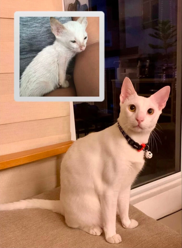 73 Rescue Cat Transformations That Might Heal Your Soul 73 Rescue Cat Transformations That Might Heal Your Soul