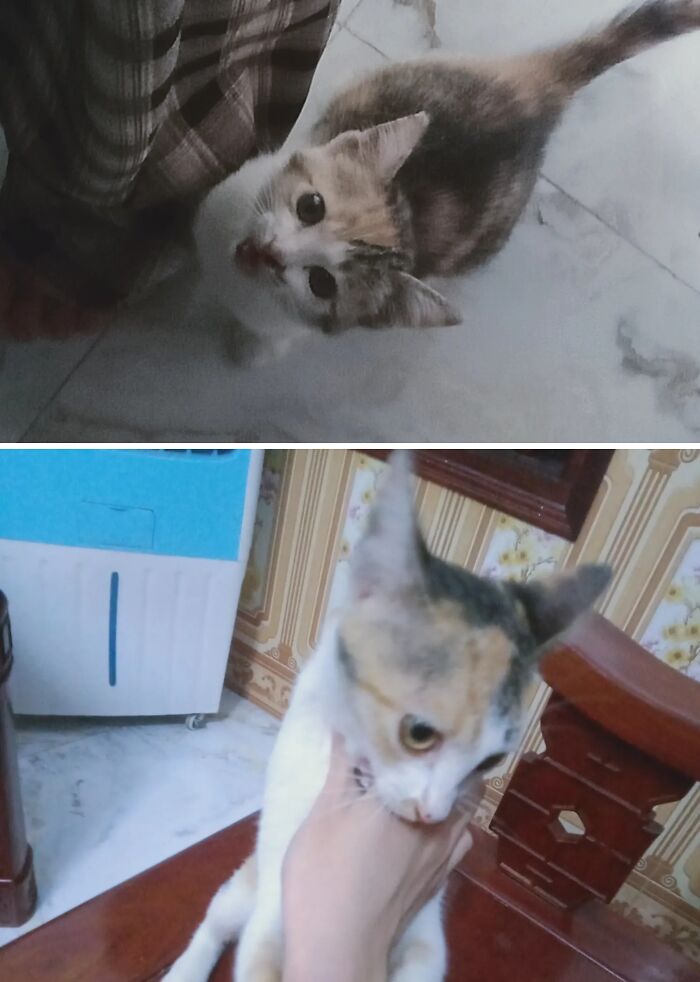73 Rescue Cat Transformations That Might Heal Your Soul 73 Rescue Cat Transformations That Might Heal Your Soul