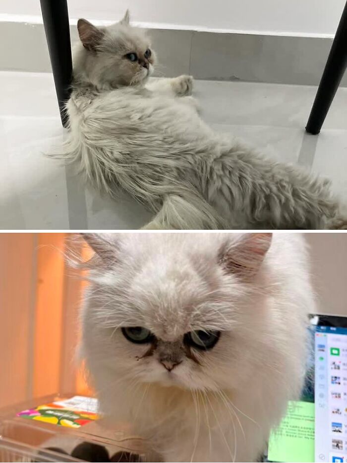 73 Rescue Cat Transformations That Might Heal Your Soul 73 Rescue Cat Transformations That Might Heal Your Soul