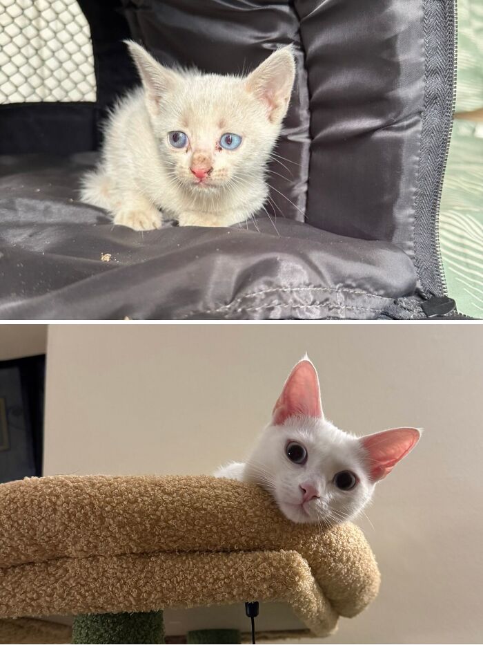 73 Rescue Cat Transformations That Might Heal Your Soul 73 Rescue Cat Transformations That Might Heal Your Soul