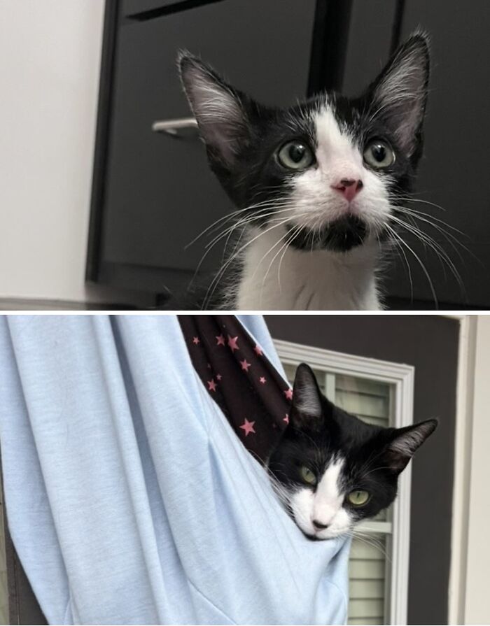 73 Rescue Cat Transformations That Might Heal Your Soul 73 Rescue Cat Transformations That Might Heal Your Soul