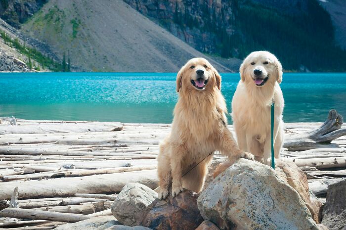 53 Times People Heard Such Brilliant And Bizarre Pet Names That They Just Had To Share 53 Times People Heard Such Brilliant And Bizarre Pet Names That They Just Had To Share
