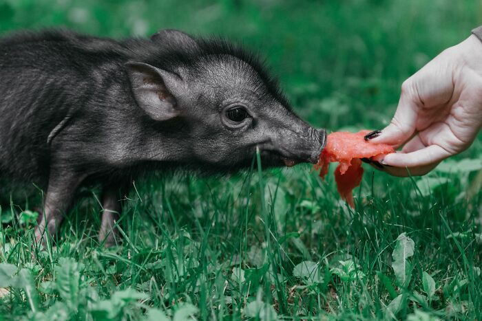 53 Times People Heard Such Brilliant And Bizarre Pet Names That They Just Had To Share 53 Times People Heard Such Brilliant And Bizarre Pet Names That They Just Had To Share