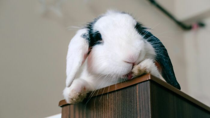 53 Times People Heard Such Brilliant And Bizarre Pet Names That They Just Had To Share 53 Times People Heard Such Brilliant And Bizarre Pet Names That They Just Had To Share