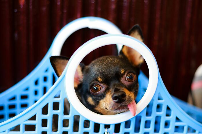 53 Times People Heard Such Brilliant And Bizarre Pet Names That They Just Had To Share 53 Times People Heard Such Brilliant And Bizarre Pet Names That They Just Had To Share