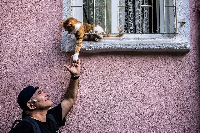 This Photographer Captures Istanbul’s Cats And Dogs As The Stars Of City Life (34 Pics) This Photographer Captures Istanbul’s Cats And Dogs As The Stars Of City Life (34 Pics)