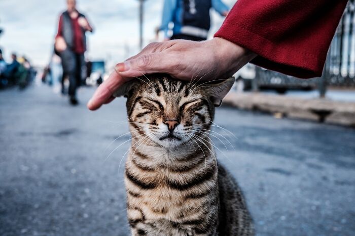 This Photographer Captures Istanbul’s Cats And Dogs As The Stars Of City Life (34 Pics) This Photographer Captures Istanbul’s Cats And Dogs As The Stars Of City Life (34 Pics)