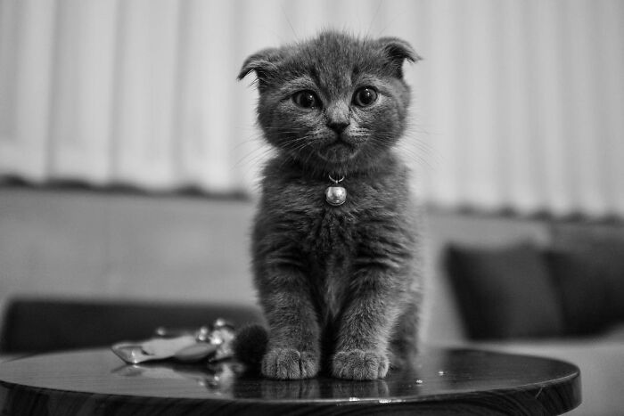 This Photographer Captures Istanbul’s Cats And Dogs As The Stars Of City Life (34 Pics) This Photographer Captures Istanbul’s Cats And Dogs As The Stars Of City Life (34 Pics)
