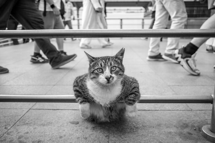 This Photographer Captures Istanbul’s Cats And Dogs As The Stars Of City Life (34 Pics) This Photographer Captures Istanbul’s Cats And Dogs As The Stars Of City Life (34 Pics)