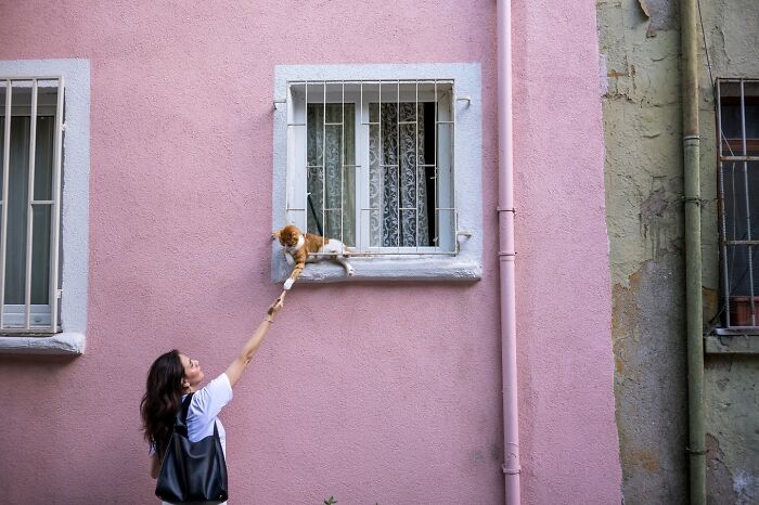 This Photographer Captures Istanbul’s Cats And Dogs As The Stars Of City Life (34 Pics) This Photographer Captures Istanbul’s Cats And Dogs As The Stars Of City Life (34 Pics)