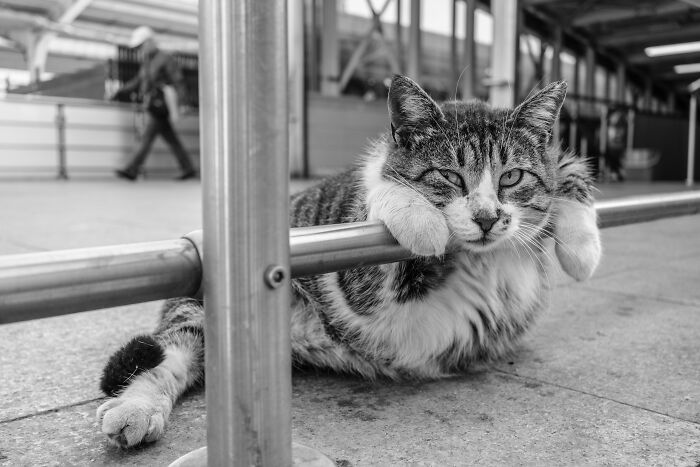 This Photographer Captures Istanbul’s Cats And Dogs As The Stars Of City Life (34 Pics) This Photographer Captures Istanbul’s Cats And Dogs As The Stars Of City Life (34 Pics)