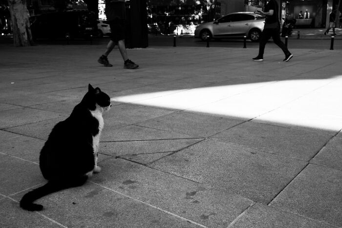 This Photographer Captures Istanbul’s Cats And Dogs As The Stars Of City Life (34 Pics) This Photographer Captures Istanbul’s Cats And Dogs As The Stars Of City Life (34 Pics)
