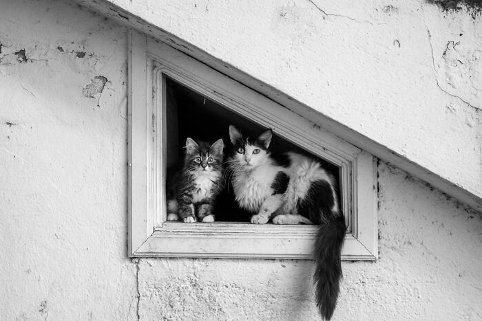 This Photographer Captures Istanbul’s Cats And Dogs As The Stars Of City Life (34 Pics) This Photographer Captures Istanbul’s Cats And Dogs As The Stars Of City Life (34 Pics)