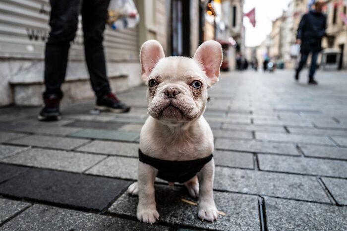 This Photographer Captures Istanbul’s Cats And Dogs As The Stars Of City Life (34 Pics) This Photographer Captures Istanbul’s Cats And Dogs As The Stars Of City Life (34 Pics)