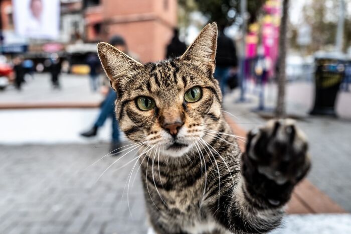 This Photographer Captures Istanbul’s Cats And Dogs As The Stars Of City Life (34 Pics) This Photographer Captures Istanbul’s Cats And Dogs As The Stars Of City Life (34 Pics)