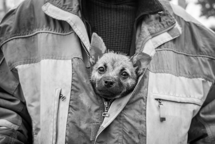 This Photographer Captures Istanbul’s Cats And Dogs As The Stars Of City Life (34 Pics) This Photographer Captures Istanbul’s Cats And Dogs As The Stars Of City Life (34 Pics)