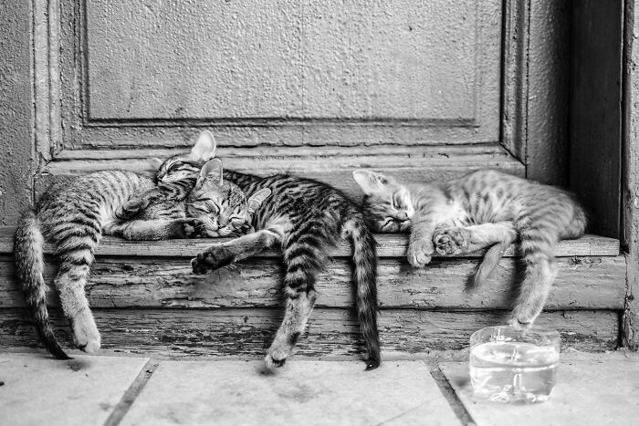 This Photographer Captures Istanbul’s Cats And Dogs As The Stars Of City Life (34 Pics) This Photographer Captures Istanbul’s Cats And Dogs As The Stars Of City Life (34 Pics)