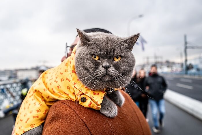 This Photographer Captures Istanbul’s Cats And Dogs As The Stars Of City Life (34 Pics) This Photographer Captures Istanbul’s Cats And Dogs As The Stars Of City Life (34 Pics)