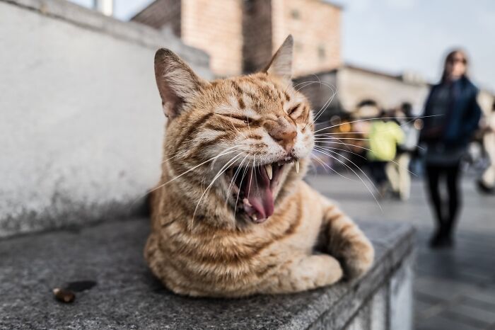 This Photographer Captures Istanbul’s Cats And Dogs As The Stars Of City Life (34 Pics) This Photographer Captures Istanbul’s Cats And Dogs As The Stars Of City Life (34 Pics)