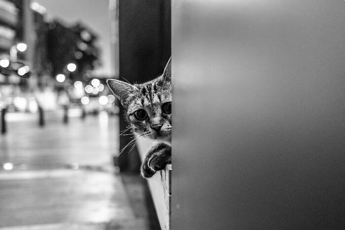 This Photographer Captures Istanbul’s Cats And Dogs As The Stars Of City Life (34 Pics) This Photographer Captures Istanbul’s Cats And Dogs As The Stars Of City Life (34 Pics)