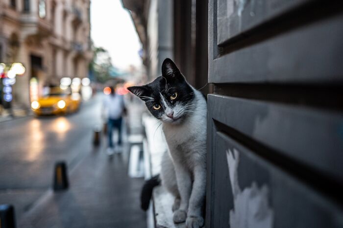 This Photographer Captures Istanbul’s Cats And Dogs As The Stars Of City Life (34 Pics) This Photographer Captures Istanbul’s Cats And Dogs As The Stars Of City Life (34 Pics)