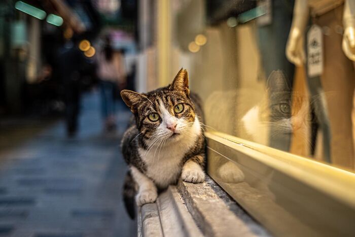 This Photographer Captures Istanbul’s Cats And Dogs As The Stars Of City Life (34 Pics) This Photographer Captures Istanbul’s Cats And Dogs As The Stars Of City Life (34 Pics)