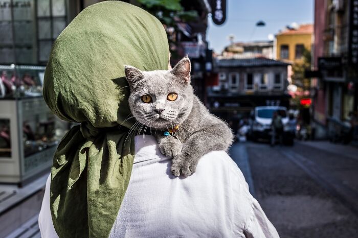 This Photographer Captures Istanbul’s Cats And Dogs As The Stars Of City Life (34 Pics) This Photographer Captures Istanbul’s Cats And Dogs As The Stars Of City Life (34 Pics)