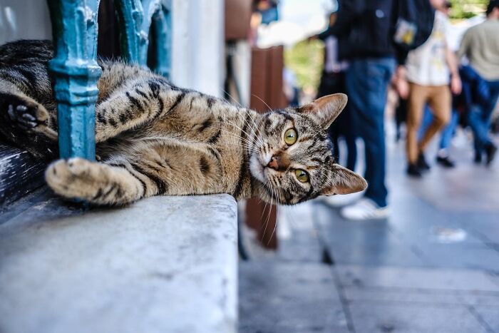 This Photographer Captures Istanbul’s Cats And Dogs As The Stars Of City Life (34 Pics) This Photographer Captures Istanbul’s Cats And Dogs As The Stars Of City Life (34 Pics)