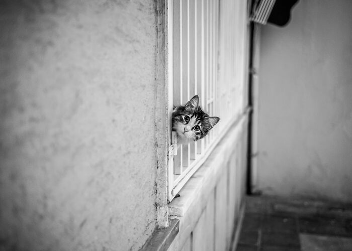This Photographer Captures Istanbul’s Cats And Dogs As The Stars Of City Life (34 Pics) This Photographer Captures Istanbul’s Cats And Dogs As The Stars Of City Life (34 Pics)