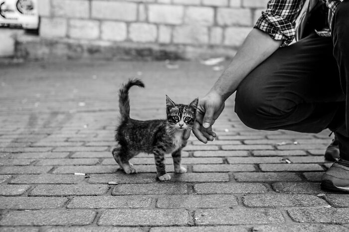 This Photographer Captures Istanbul’s Cats And Dogs As The Stars Of City Life (34 Pics) This Photographer Captures Istanbul’s Cats And Dogs As The Stars Of City Life (34 Pics)