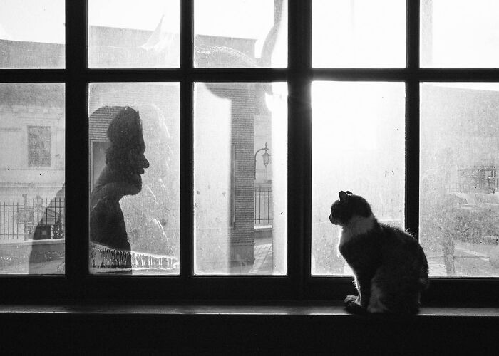 This Photographer Captures Istanbul’s Cats And Dogs As The Stars Of City Life (34 Pics) This Photographer Captures Istanbul’s Cats And Dogs As The Stars Of City Life (34 Pics)