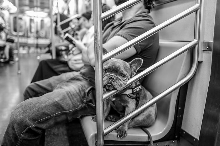This Photographer Captures Istanbul’s Cats And Dogs As The Stars Of City Life (34 Pics) This Photographer Captures Istanbul’s Cats And Dogs As The Stars Of City Life (34 Pics)