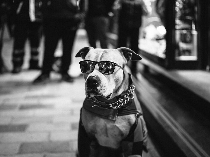 This Photographer Captures Istanbul’s Cats And Dogs As The Stars Of City Life (34 Pics) This Photographer Captures Istanbul’s Cats And Dogs As The Stars Of City Life (34 Pics)