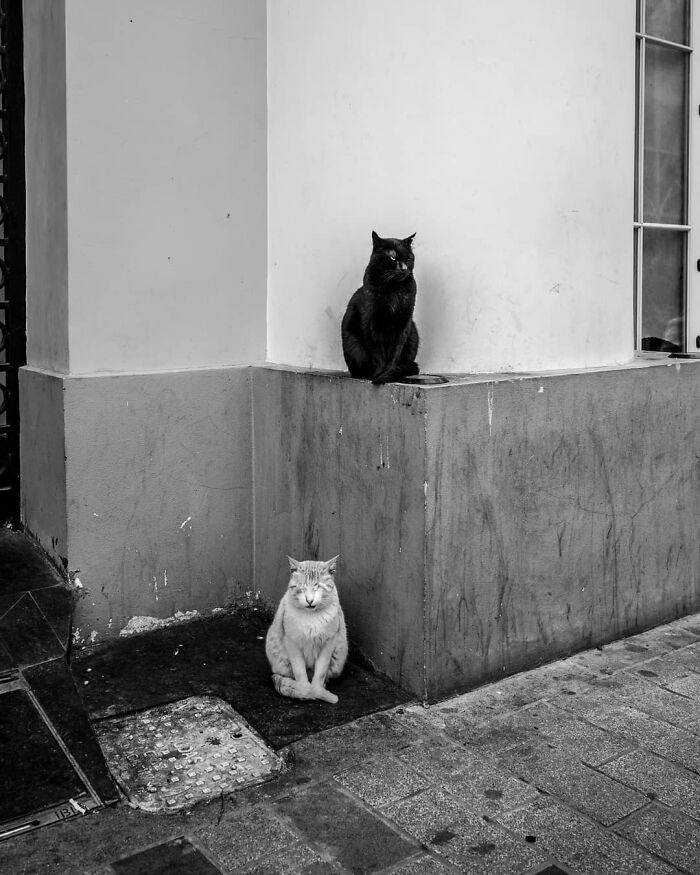 This Photographer Captures Istanbul’s Cats And Dogs As The Stars Of City Life (34 Pics) This Photographer Captures Istanbul’s Cats And Dogs As The Stars Of City Life (34 Pics)