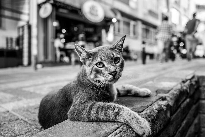 This Photographer Captures Istanbul’s Cats And Dogs As The Stars Of City Life (34 Pics) This Photographer Captures Istanbul’s Cats And Dogs As The Stars Of City Life (34 Pics)