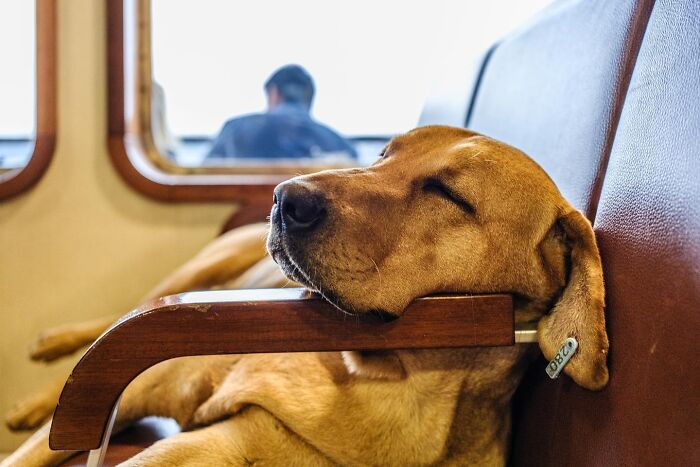 This Photographer Captures Istanbul’s Cats And Dogs As The Stars Of City Life (34 Pics) This Photographer Captures Istanbul’s Cats And Dogs As The Stars Of City Life (34 Pics)
