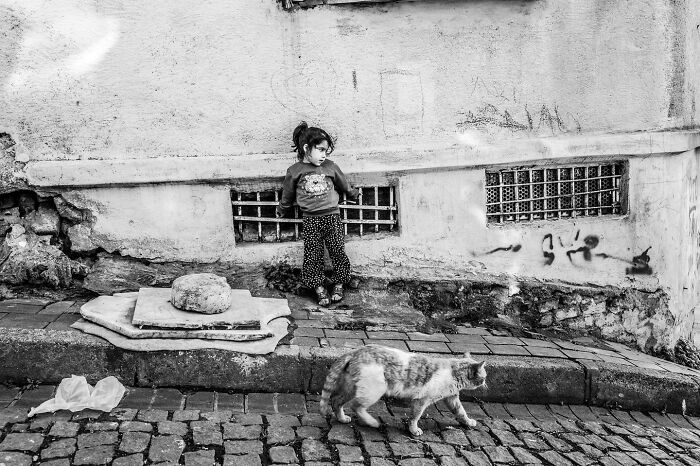 This Photographer Captures Istanbul’s Cats And Dogs As The Stars Of City Life (34 Pics) This Photographer Captures Istanbul’s Cats And Dogs As The Stars Of City Life (34 Pics)