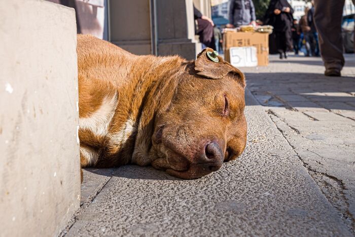 This Photographer Captures Istanbul’s Cats And Dogs As The Stars Of City Life (34 Pics) This Photographer Captures Istanbul’s Cats And Dogs As The Stars Of City Life (34 Pics)