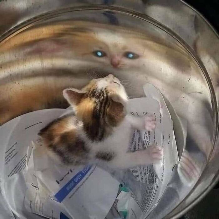 31 Animal Photos Shared By This Page That Are Equal Parts Adorable and Absurd 31 Animal Photos Shared By This Page That Are Equal Parts Adorable and Absurd