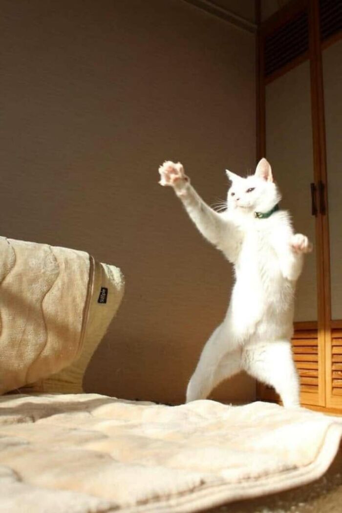 31 Animal Photos Shared By This Page That Are Equal Parts Adorable and Absurd 31 Animal Photos Shared By This Page That Are Equal Parts Adorable and Absurd