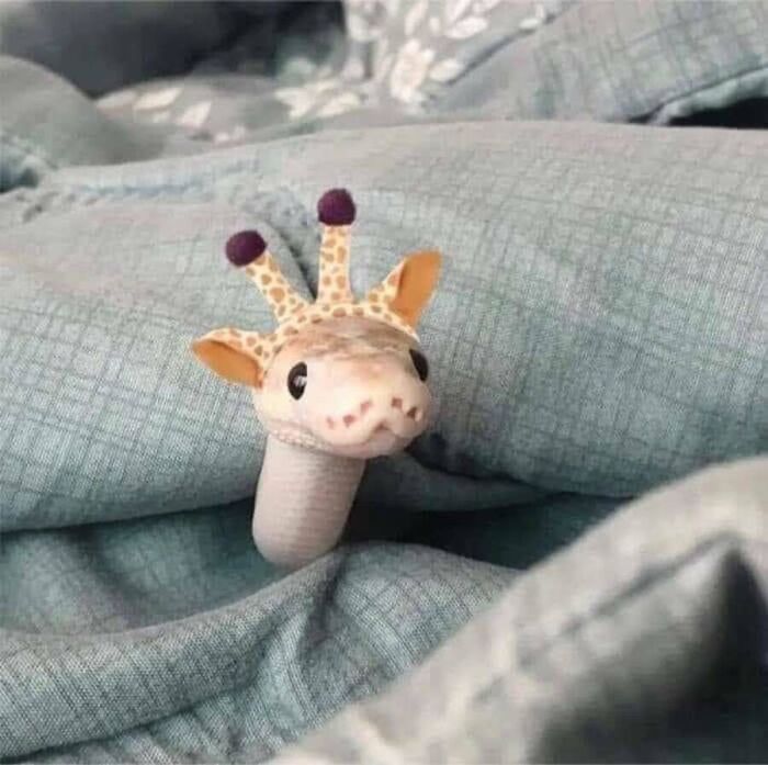 31 Animal Photos Shared By This Page That Are Equal Parts Adorable and Absurd 31 Animal Photos Shared By This Page That Are Equal Parts Adorable and Absurd