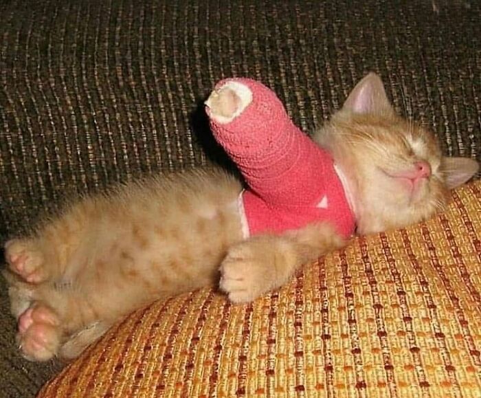 31 Animal Photos Shared By This Page That Are Equal Parts Adorable and Absurd 31 Animal Photos Shared By This Page That Are Equal Parts Adorable and Absurd