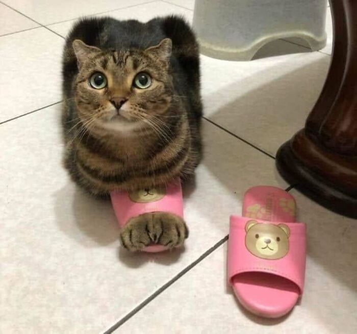 31 Animal Photos Shared By This Page That Are Equal Parts Adorable and Absurd 31 Animal Photos Shared By This Page That Are Equal Parts Adorable and Absurd