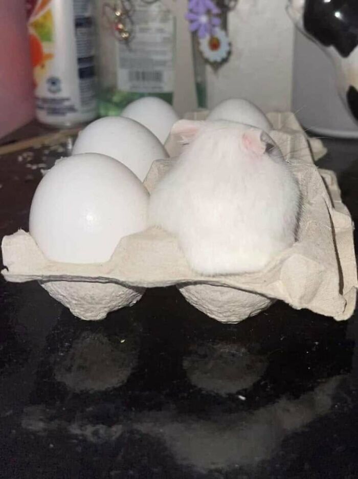 31 Animal Photos Shared By This Page That Are Equal Parts Adorable and Absurd 31 Animal Photos Shared By This Page That Are Equal Parts Adorable and Absurd